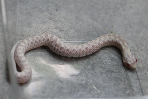 HOGGNOSE SNOW MACHO ID : 142