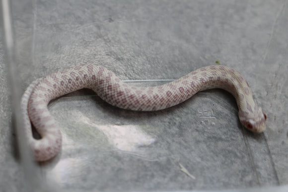 HOGGNOSE SNOW MACHO ID : 142