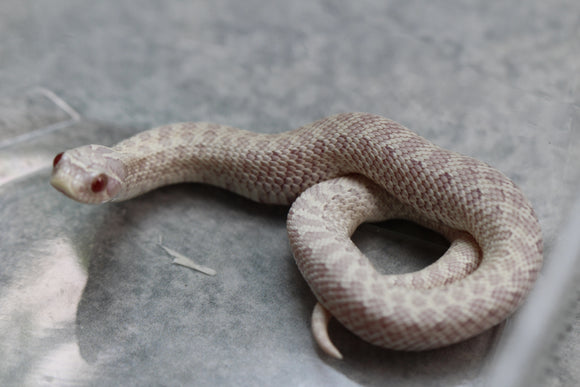 HOGGNOSE SNOW HEMBRA ID : 143
