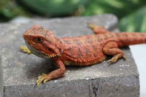 RED MONSTER X SPANISH RED HYPO TRANSLUCENT HEMBRA  ID : F1