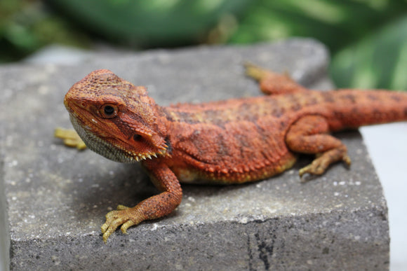 RED MONSTER X SPANISH RED HYPO TRANSLUCENT HEMBRA  ID : F1