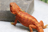 RED MONSTER X SPANISH RED HYPO TRANSLUCENT LEATHERBACK  MACHO ID : M1