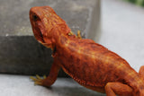 RED MONSTER X SPANISH RED HYPO TRANSLUCENT LEATHERBACK  MACHO ID : M1