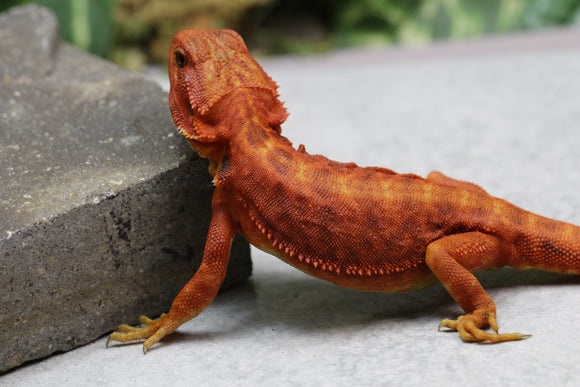 RED MONSTER X SPANISH RED HYPO TRANSLUCENT LEATHERBACK  MACHO ID : M1