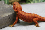 RED MONSTER X SPANISH RED HYPO TRANSLUCENT LEATHERBACK  MACHO ID : M1