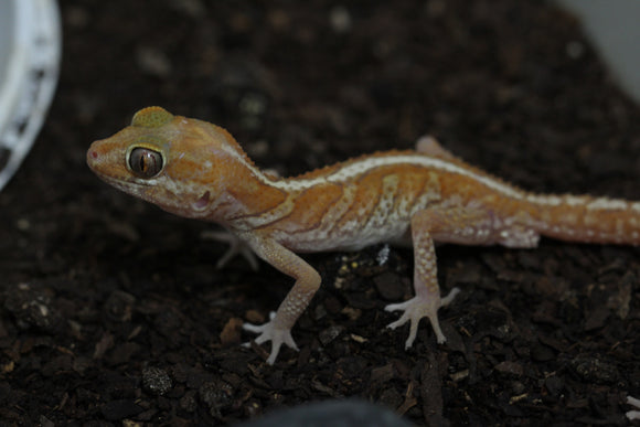 GECKO PANTERA ALBINO