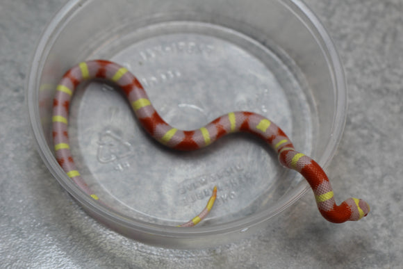 FALSA CORAL NELSON X PUEBLA ALBINO MACHO  ID : 124
