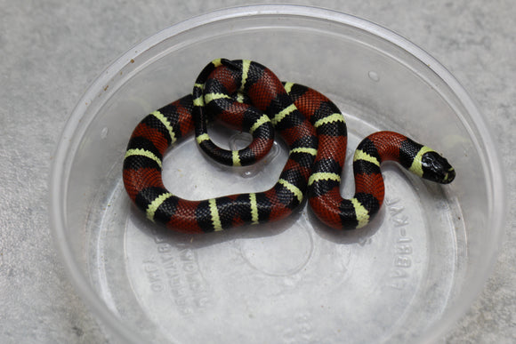 FALSA CORAL NELSON X PUEBLA HEMBRA ID :  118