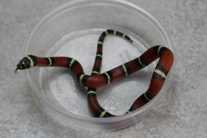 FALSA CORAL NELSON X PUEBLA HEMBRA ID :  122
