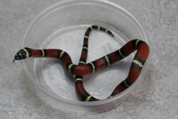 FALSA CORAL NELSON X PUEBLA HEMBRA ID :  122