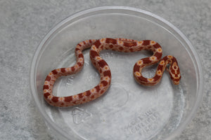 MAIZERA ALBINA MACHO  ID : 5