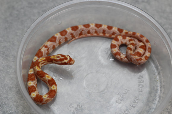 MAIZERA ALBINA HEMBRA  ID : 6