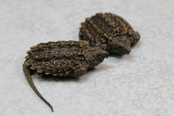 TORTUGA CAIMÁN BEBES 2 X $4,500