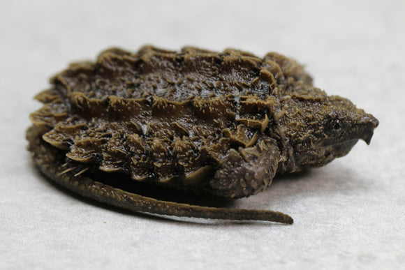 TORTUGA CAIMÁN BEBES