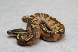 CINNAMON ENCHI YELLOW BELLY HEMBRA ID:6-10