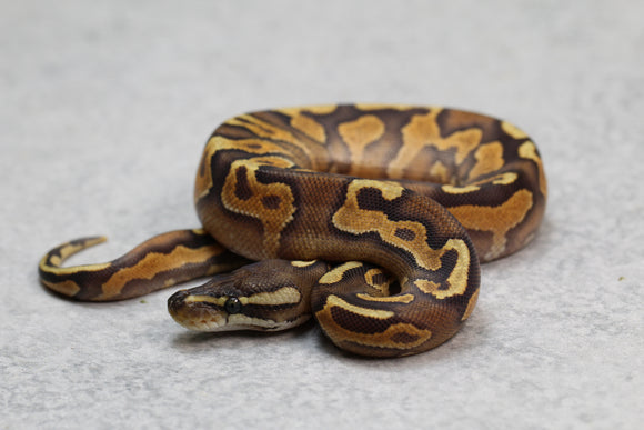 CINNAMON ENCHI YELLOW BELLY HEMBRA ID:6-10