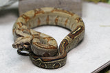 BOA 100 % HET LEOPARD HEMBRA ID : 17-11