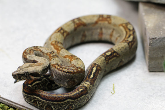 BOA 100 % HET LEOPARD HEMBRA ID : 17-11