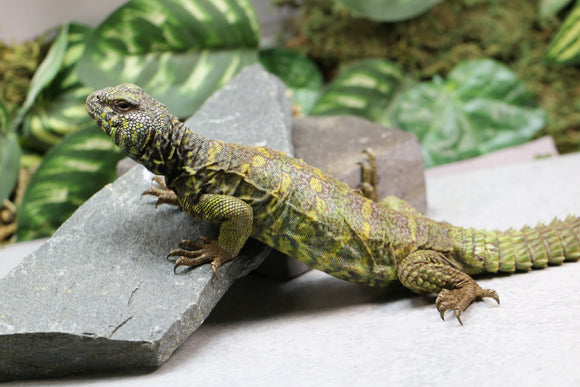 UROMASTYX DE ORNATO MACHO