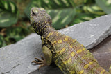 UROMASTYX DE ORNATO MACHO