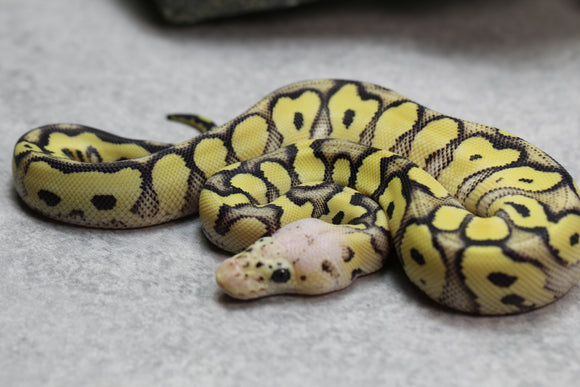 PASTEL DESERT GHOST CLOWN MACHO  ID: 1-1