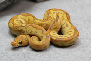 BANANA SPECIAL CLOWN MACHO  ID: 3-9