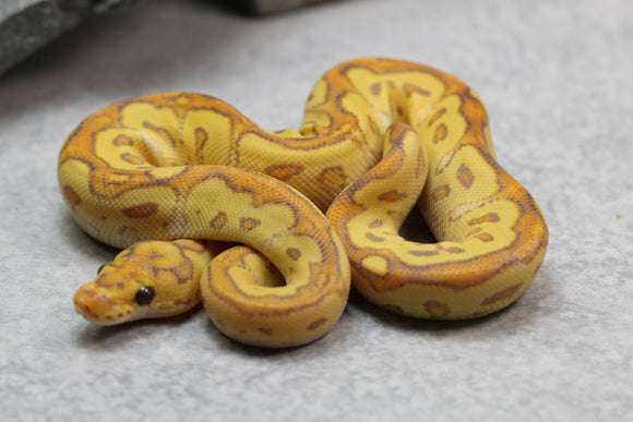 BANANA SPECIAL CLOWN MACHO  ID: 3-9