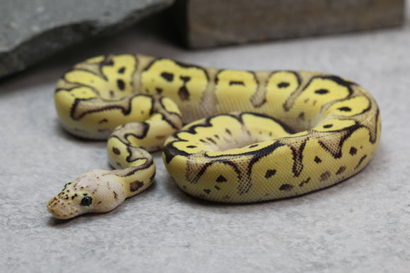 PASTEL  FIRE CLOWN MACHO  ID: 177