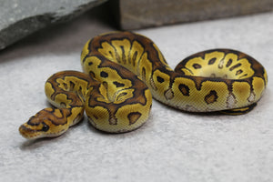 SPECIAL CLOWN MACHO  ID: 1-13
