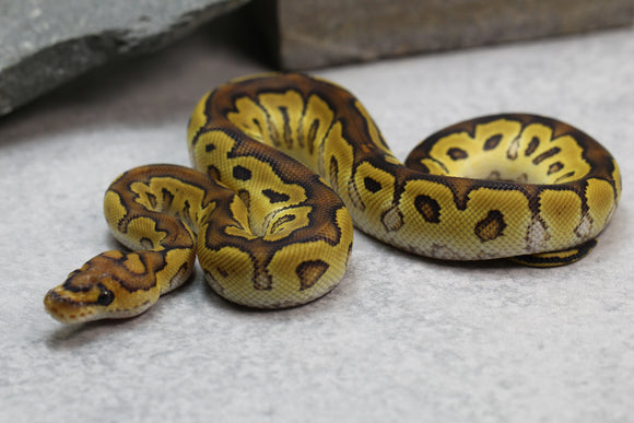 SPECIAL CLOWN MACHO  ID: 1-13