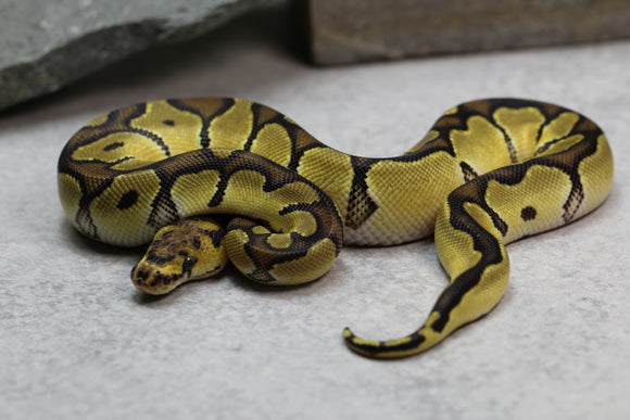 ENCHI CLOWN MACHO  ID: 13-5