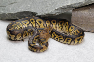 MAHOGANY CLOWN MACHO  ID: 136