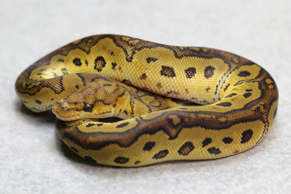 REDSTRIPE CLOWN MACHO  ID:  161
