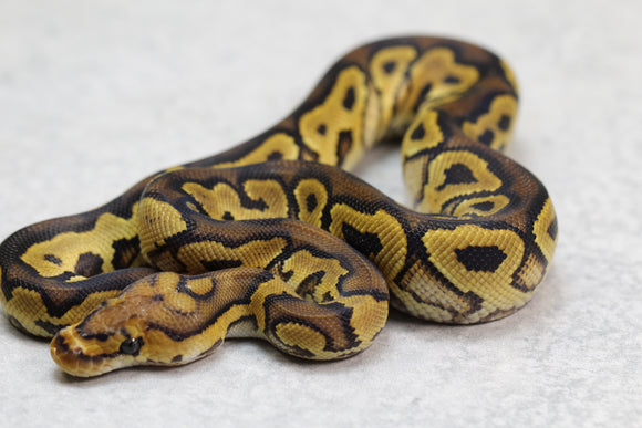 GRAVEL CLOWN MACHO ID: 11-10