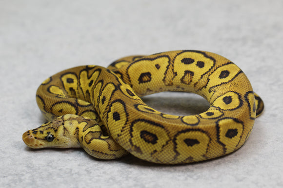 WOOKIE PASTEL REDSTRIPE CLOWN MACHO  ID: 9-4
