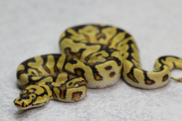 SPOTNOSE ENCHI CLOWN MACHO  ID:17-8