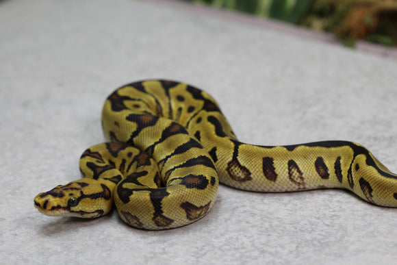 SPOTNOSE ENCHI REDSTRIPE CLOWN HEMBRA  ID: 5-8