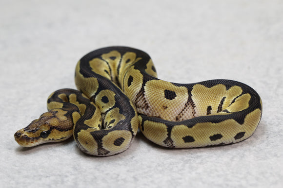 CLOWN MACHO ID: 6-15