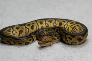 CLOWN MACHO ID: 8-8