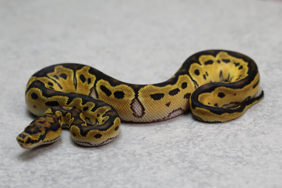 CLOWN HEMBRA ID: 8-12