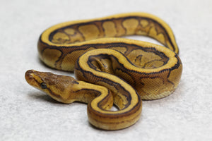 GENETIC STRIPE REDSTRIPE  HEMBRA ID: 7-14