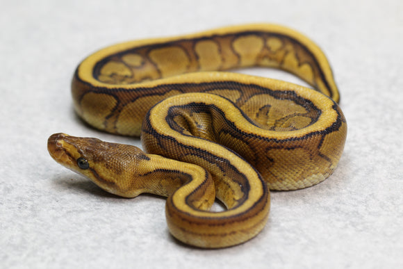 GENETIC STRIPE REDSTRIPE  HEMBRA ID: 7-14