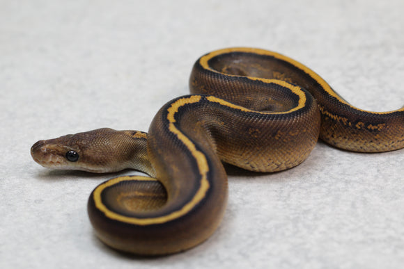 BLACK PASTEL MAHOGANY REDSTRIPE  MACHO  ID: 2-12