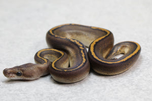 BLACK PASTEL MAHOGANY MACHO  ID: 10-4