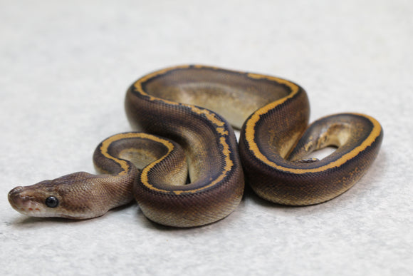BLACK PASTEL MAHOGANY MACHO  ID: 10-4