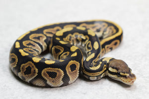 BLACK PASTEL MACHO  ID: 13-1