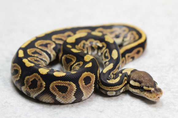 BLACK PASTEL MACHO  ID: 13-1
