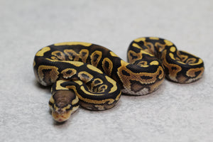BLACK PASTEL MACHO  ID: 17-7