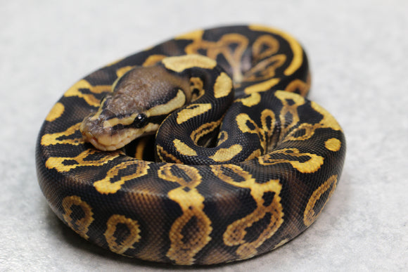 BLACK PASTEL YELLOW BELLY MACHO ID: 158