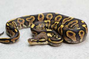 BLACK PASTEL YELLOW BELLY MACHO ID: 6-9